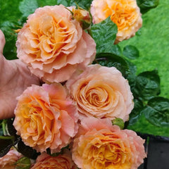 Free Spirit Rose Plant - Vibrant Blooms for Your Dream Garden