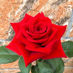 Freedom Rose Plant|自由女神