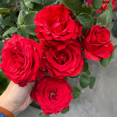 Freedom Rose Plant|自由女神