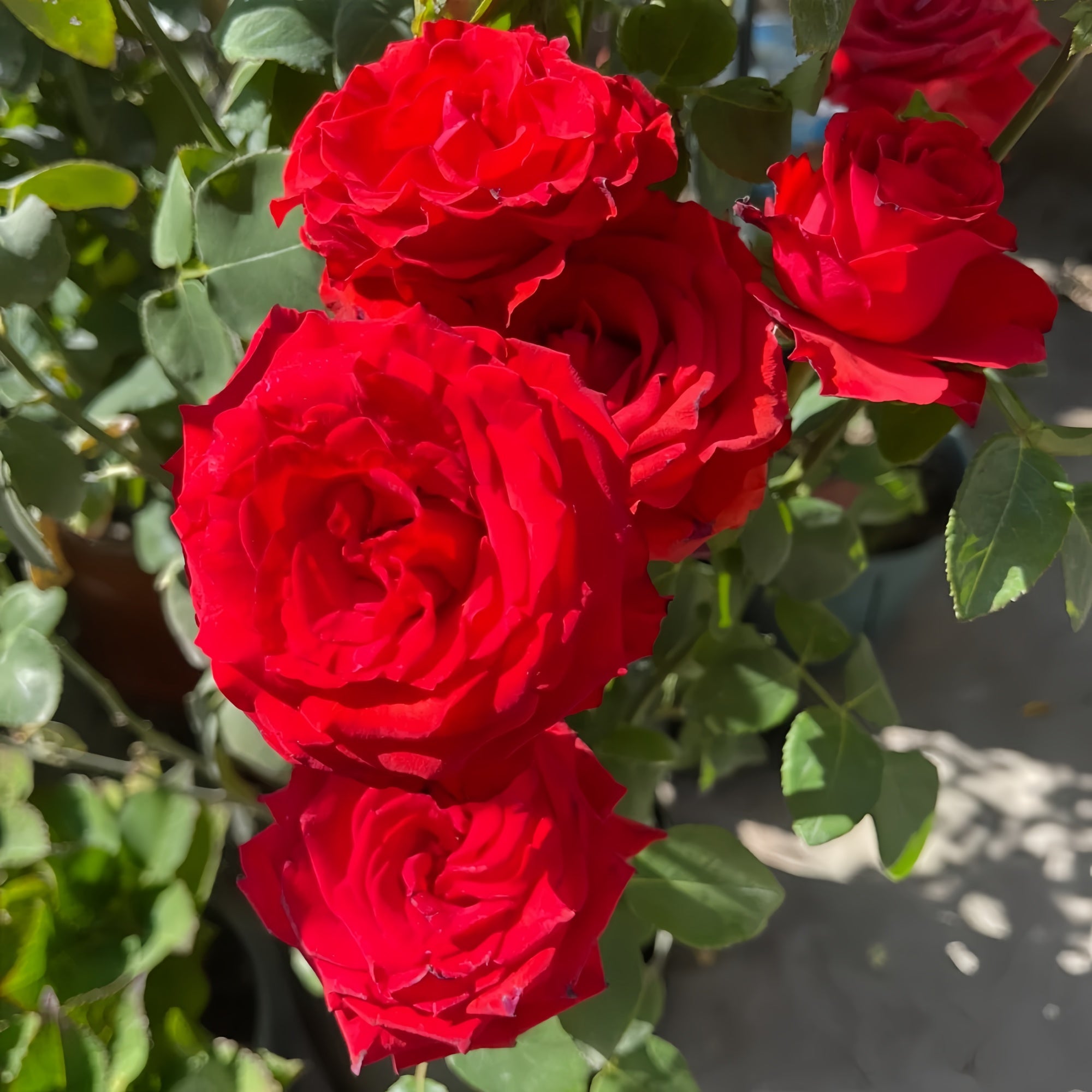 Freedom Rose Plant|自由女神 – Rose_Explosion