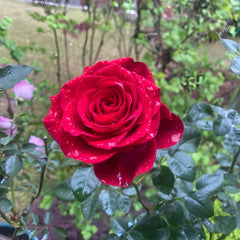 Freedom Rose Plant|自由女神