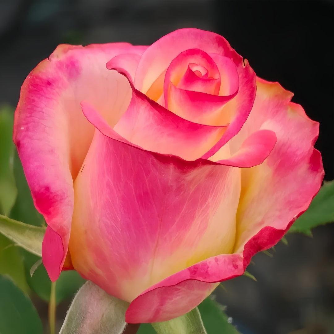 Qs Roses French Qis Rose Plant|法国奇斯 – Rose_Explosion