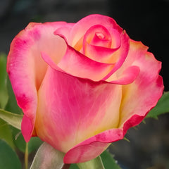 French Qis Rose Plant|法国奇斯