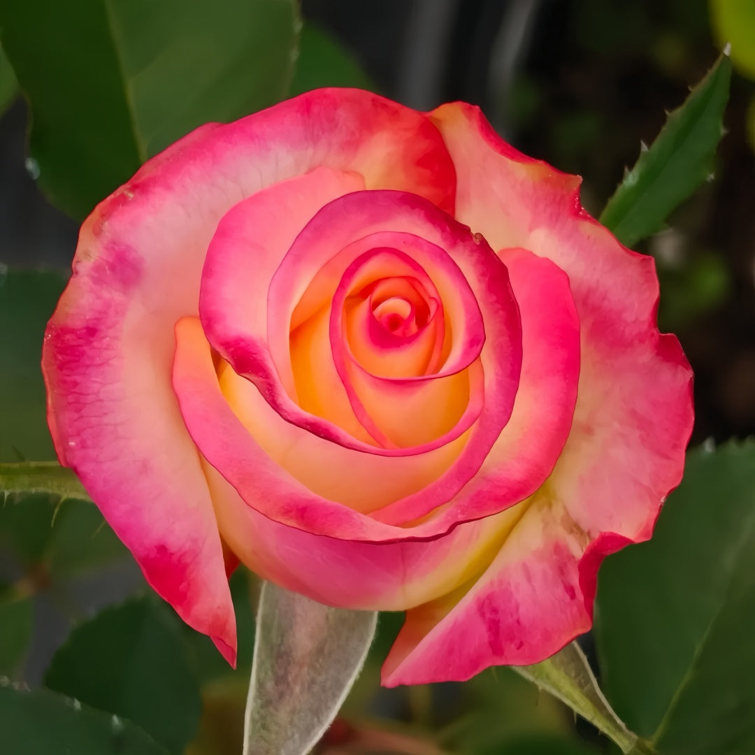 Qs Roses French Qis Rose Plant|法国奇斯 – Rose_Explosion