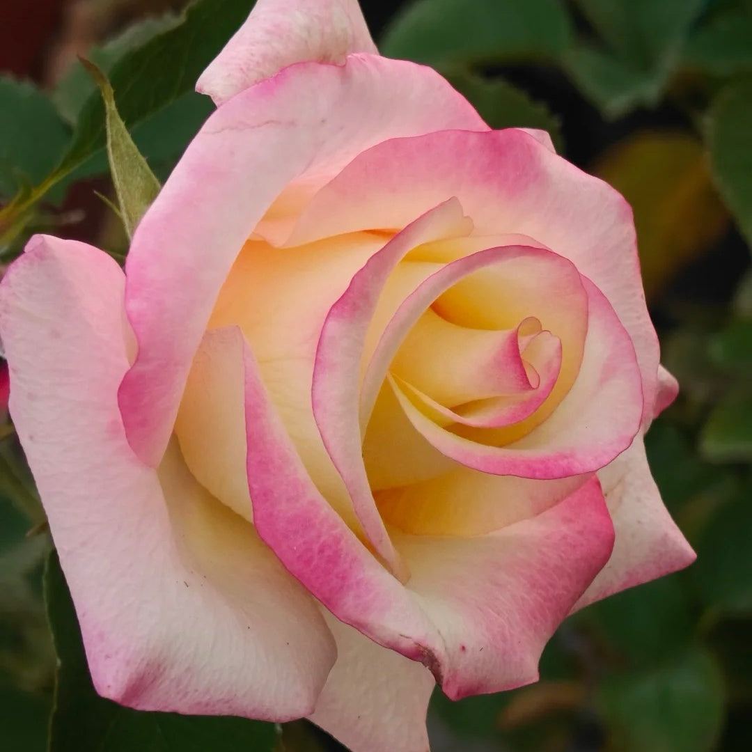 Qs Roses French Qis Rose Plant|法国奇斯 – Rose_Explosion
