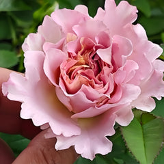 Frize Rose Plant|卷发