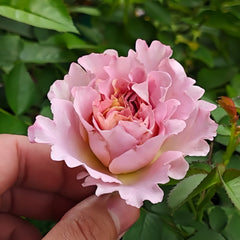 Frize Rose Plant|卷发