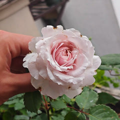 Frize Rose Plant|卷发
