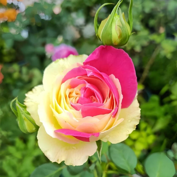 Fugetsu Rose Plant|风月 – Rose_Explosion