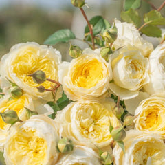 Fuguang Rose