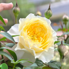 Fuguang Rose