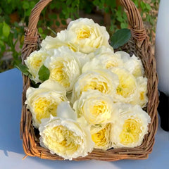Fuguang Rose