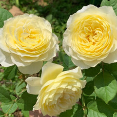 Fuguang Rose