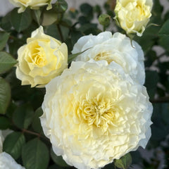 Fuguang Rose