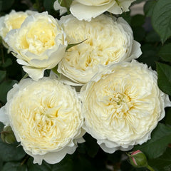 Fuguang Rose