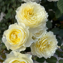 Fuguang Rose
