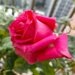 Full Monty Rose Plant|浑身是胆