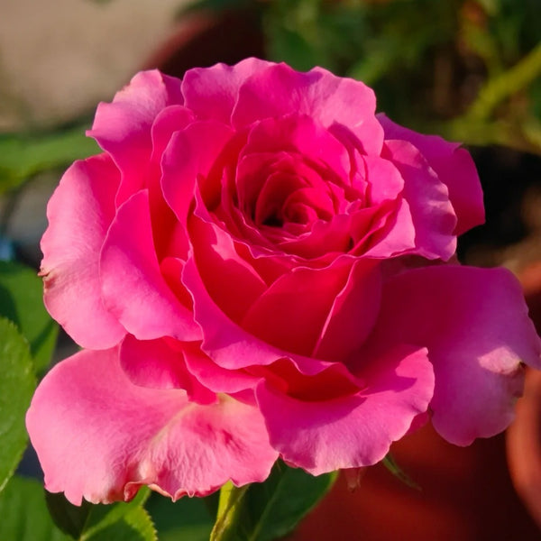 Full Monty Rose Plant|浑身是胆