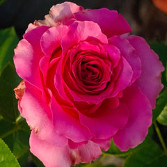 Full Monty Rose Plant|浑身是胆
