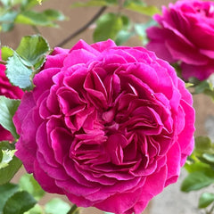 Gabriel Oak Rose