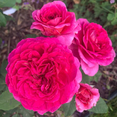 Gabriel Oak Rose