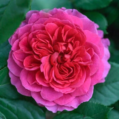 Gabriel Oak Rose