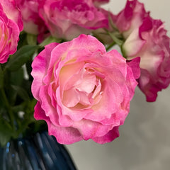 Galaxy Rose Plant