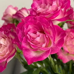 Galaxy Rose Plant