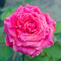 Galaxy Rose Plant