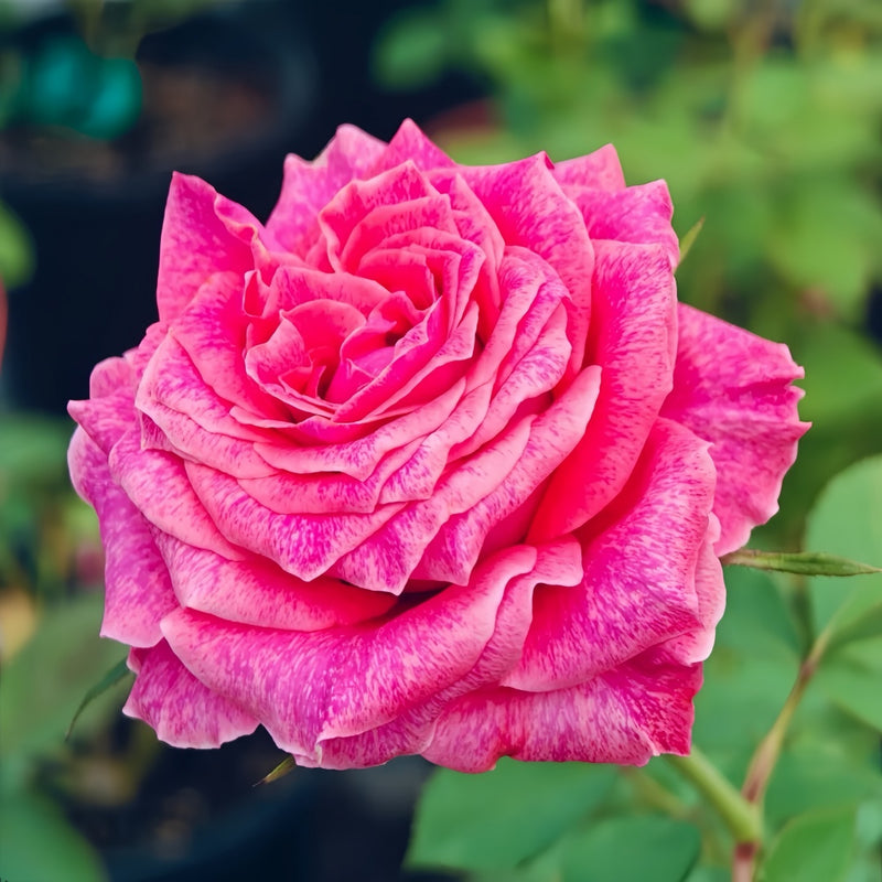 Galaxy Rose Plant