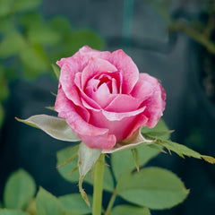 Galaxy Rose Plant