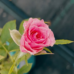 Galaxy Rose Plant
