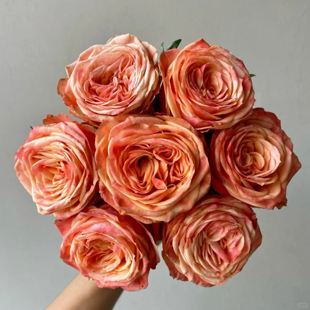 City Chic Roses Garden City Rose Plant|花园城市 – Rose_Explosion