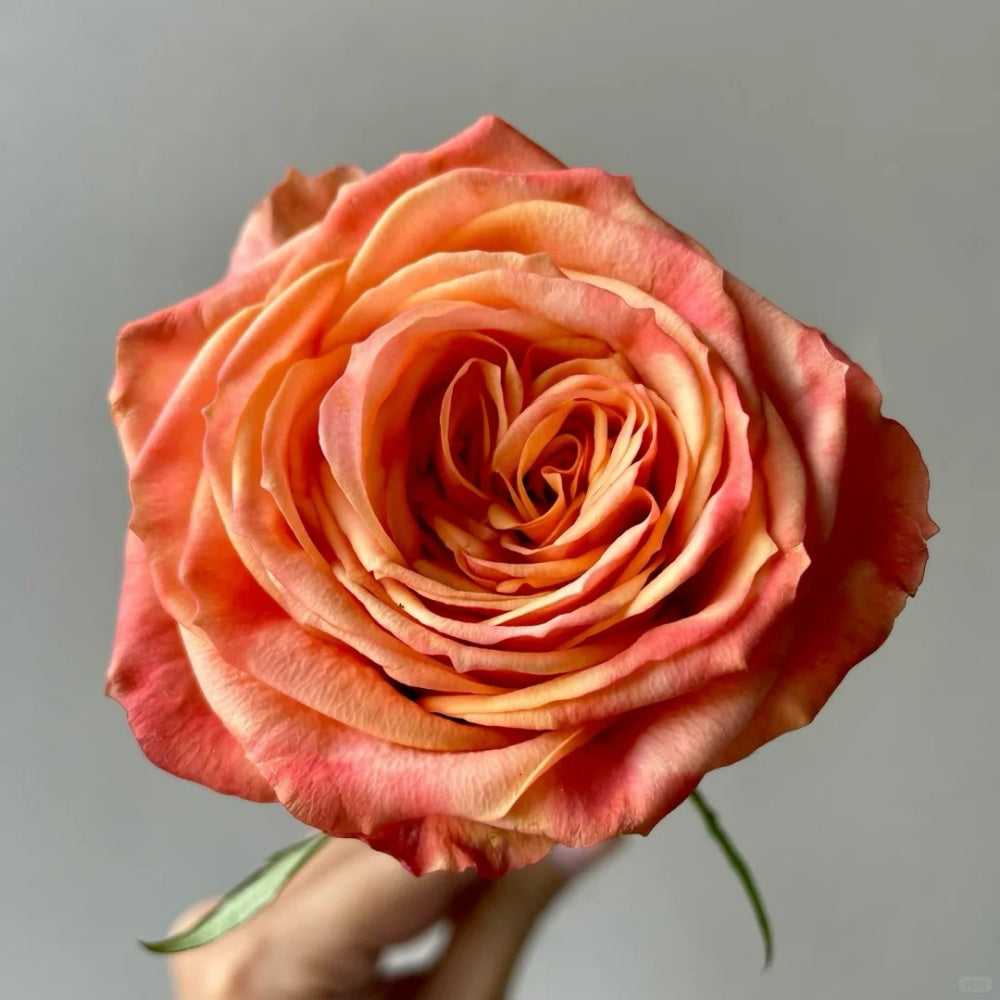 City Chic Roses Garden City Rose Plant|花园城市 – Rose_Explosion