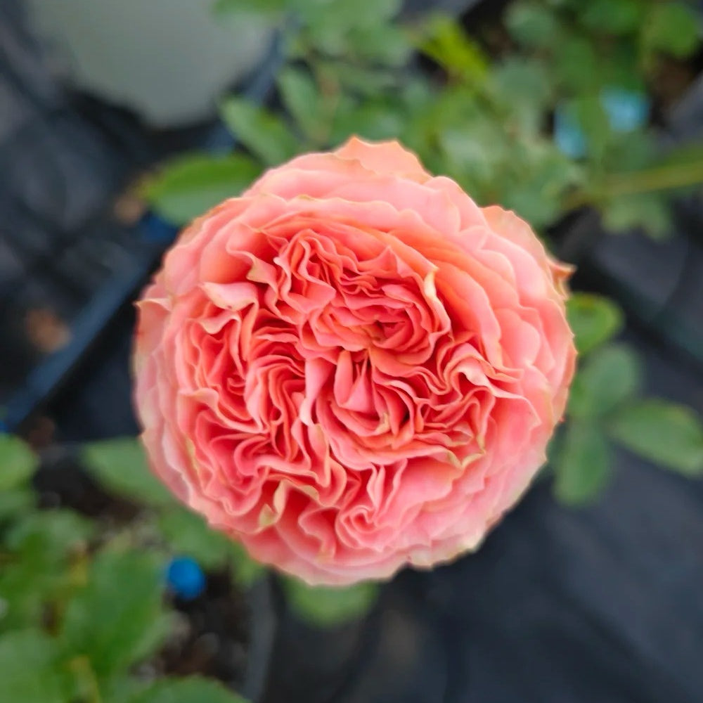 City Chic Roses Garden City Rose Plant|花园城市 – Rose_Explosion
