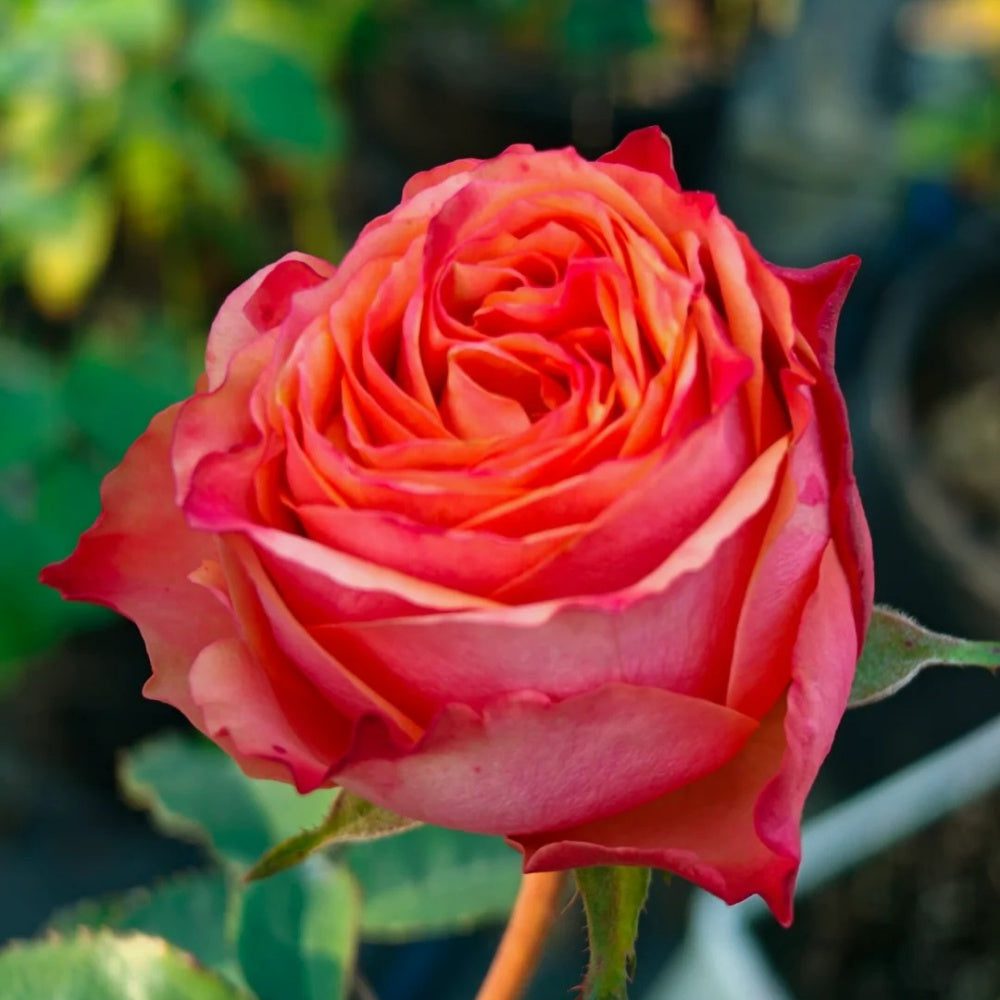 City Chic Roses Garden City Rose Plant|花园城市 – Rose_Explosion