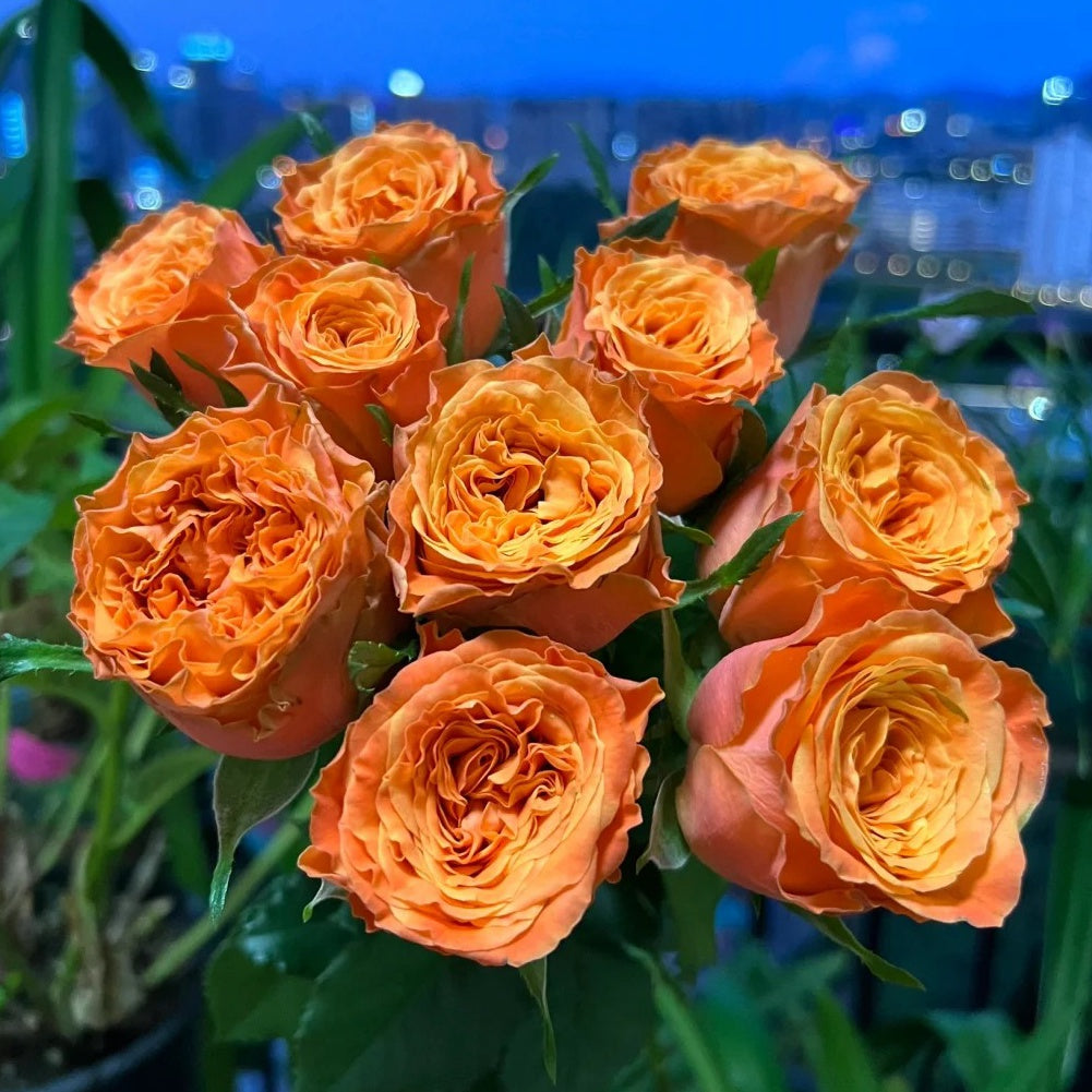 City Chic Roses Garden City Rose Plant|花园城市 – Rose_Explosion