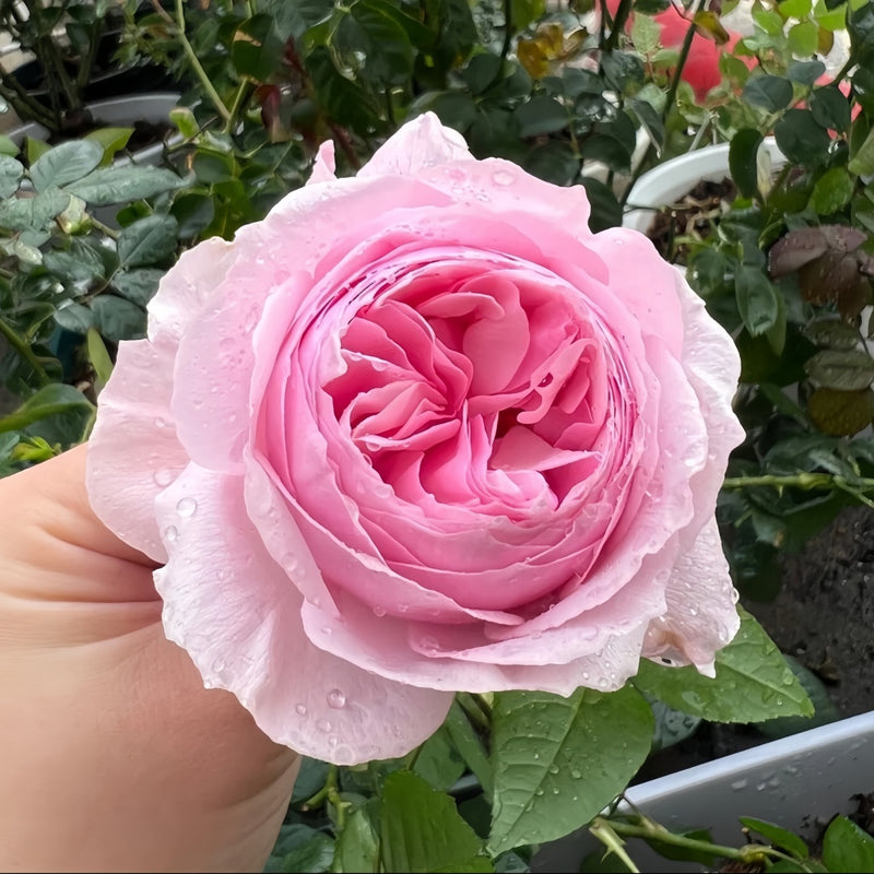 Gartenträume Rose Plant|梦幻花园