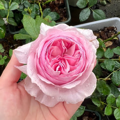 Gartenträume Rose Plant|梦幻花园