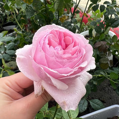 Gartenträume Rose Plant|梦幻花园