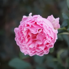 Gartenträume Rose Plant|梦幻花园