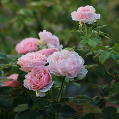 Gartenträume Rose Plant|梦幻花园