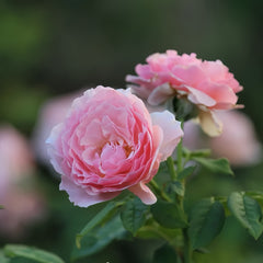 Gartenträume Rose Plant|梦幻花园