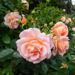 Geisha Rose