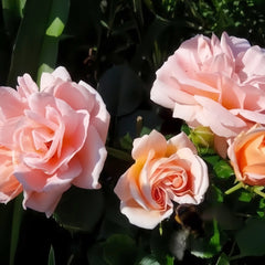 Geisha Rose