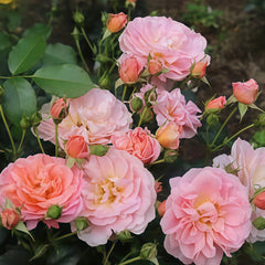 Geisha Rose
