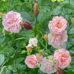 Pink roses with green foliage in a garden setting, featuring several blooming pink flowers and buds.