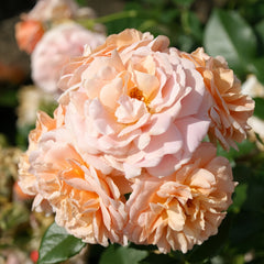 Geisha Rose