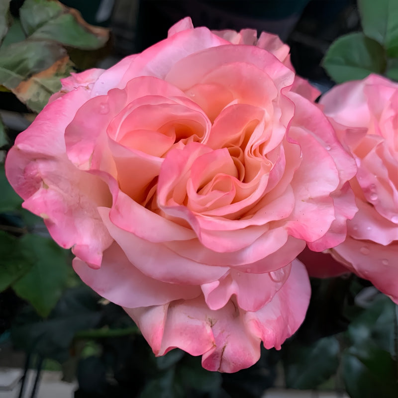 Gentle Hill Rose Plant|温柔山丘