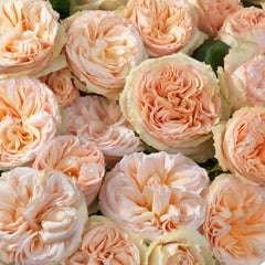 Gentle Trendsetter Rose Plant - Chic Blooms for Your Garden Oasis